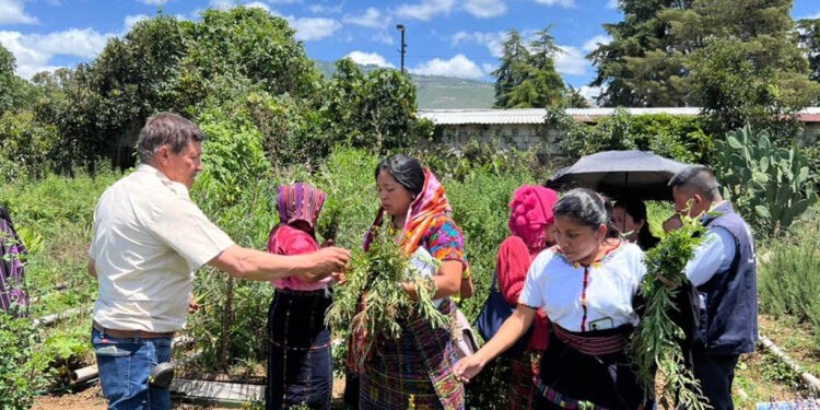 Delegación de Sololá conoce modelo para implementar jardines de plantas medicinales