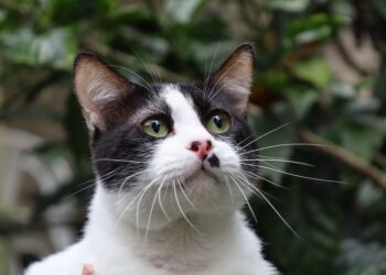 ¿Conoces sobre la panleucopenia en gatos?