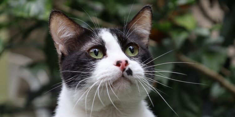 ¿Conoces sobre la panleucopenia en gatos?