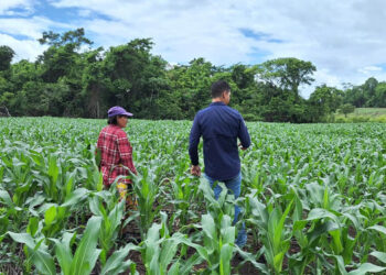 Productores de Las Cruces mejoran el manejo de sus cultivos de maíz