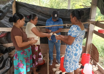 Se brinda seguimiento técnico a la entrega de pollos de engorde en Petén