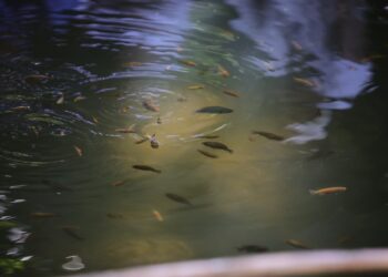 MAGAcciones: Más de 1000 familias beneficiadas con la entrega de tilapia