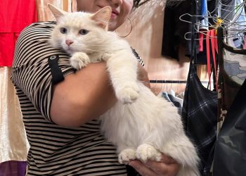 Cada gato merece una vida segura y llena de bienestar