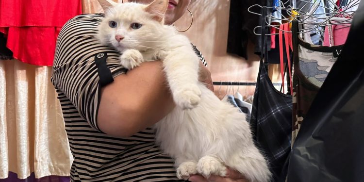 Cada gato merece una vida segura y llena de bienestar