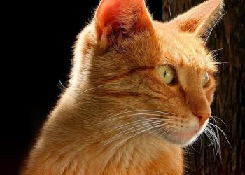 8 de agosto | Día Internacional del Gato