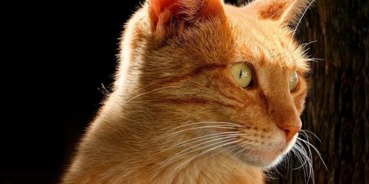 8 de agosto | Día Internacional del Gato