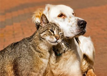 17 de agosto | Día Internacional del Animal Sin Hogar