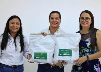 Liberan nueva variedad de frijol ICTA-Tahual que fortalecerá la productividad y nutrición