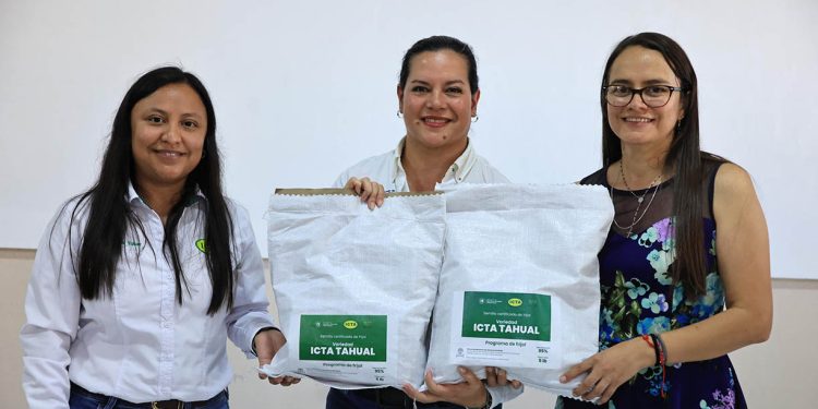 Liberan nueva variedad de frijol ICTA-Tahual que fortalecerá la productividad y nutrición