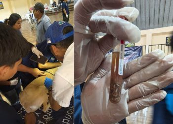 Animales de Santa Catarina Barahona reciben atención veterinaria