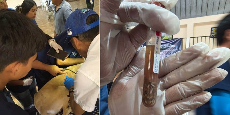 Animales de Santa Catarina Barahona reciben atención veterinaria