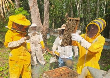 Asistencia técnica beneficia la sanidad de 3693 colmenas durante primer semestre de 2026