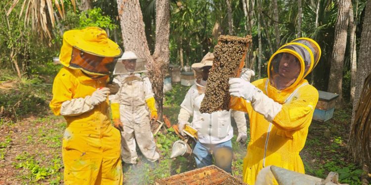 Asistencia técnica beneficia la sanidad de 3693 colmenas durante primer semestre de 2026