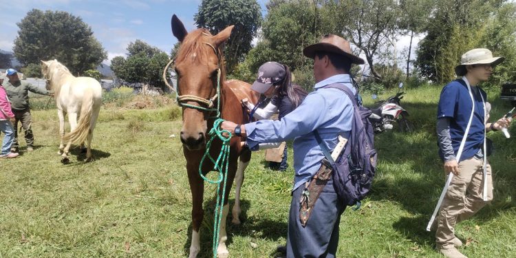 Atención técnica beneficia a caballos de trabajo en Sacatepéquez