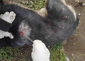 Atienden perros afectados por el Gusano Barrenador en tres comunidades