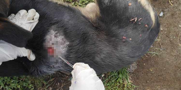 Atienden perros afectados por el Gusano Barrenador en tres comunidades