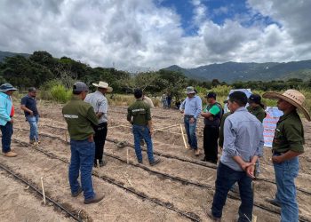 Productores de Baja Verapaz aprenden el manejo sostenible de suelos