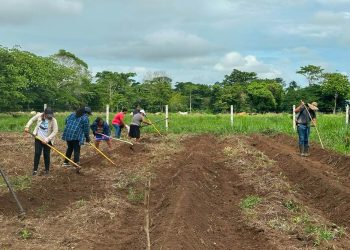 Comunidad de Nuevo León diversifica su producción de hortalizas