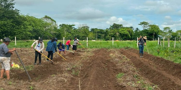Comunidad de Nuevo León diversifica su producción de hortalizas