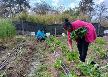 Conozca cómo cultivar acelga en casa