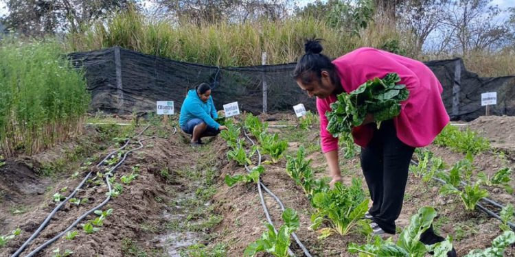 Conozca cómo cultivar acelga en casa