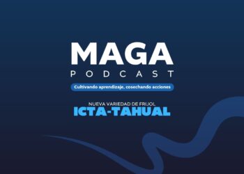 MAGAPodcast | Nueva variedad de frijol ICTA-Tahual