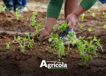 Diccionario Agrícola: Rotación de Cultivos