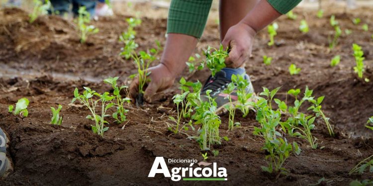 Diccionario Agrícola: Rotación de Cultivos