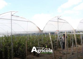 Diccionario Agrícola: Invernadero