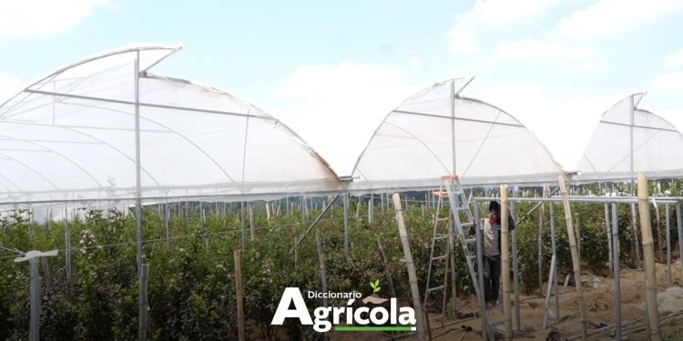 Diccionario Agrícola: Invernadero