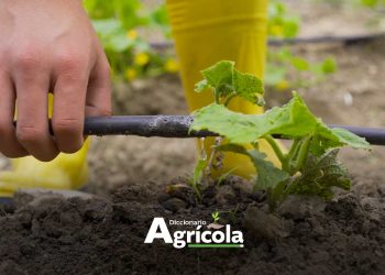 Diccionario Agrícola: Riego por goteo
