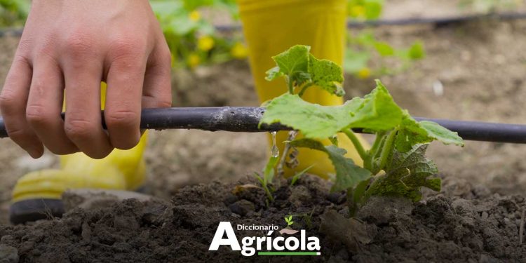Diccionario Agrícola: Riego por goteo