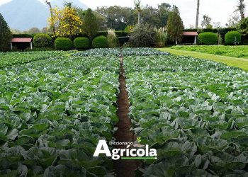 Diccionario Agrícola: Hortaliza de hoja
