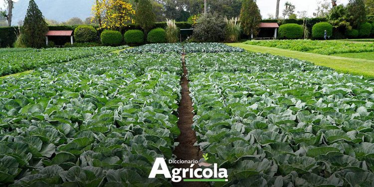 Diccionario Agrícola: Hortaliza de hoja