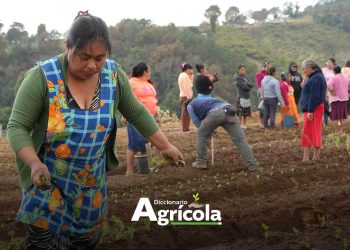 Diccionario Agrícola: Prácticas agrícolas
