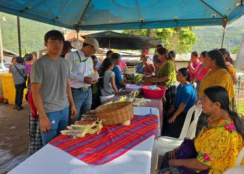 Destacan valor cultural y la importancia del maíz en la seguridad alimentaria en Alta Verapaz