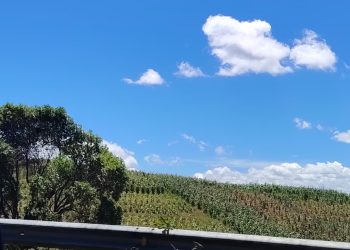 El calor será intenso en los próximos días y hay que tomar precauciones con cultivos y animales