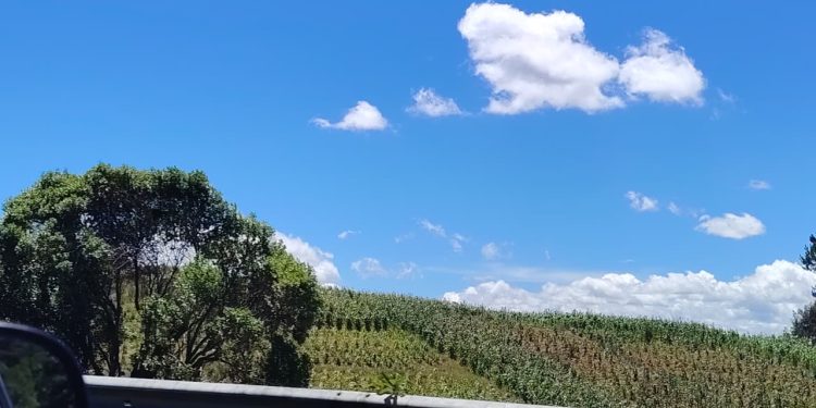 El calor será intenso en los próximos días y hay que tomar precauciones con cultivos y animales