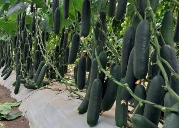 Cultive pepino en casa