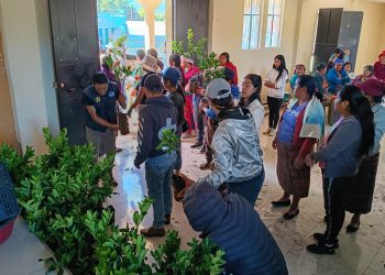 Entrega de frutales favorece la economía de comunidades agrícolas en Quetzaltenango