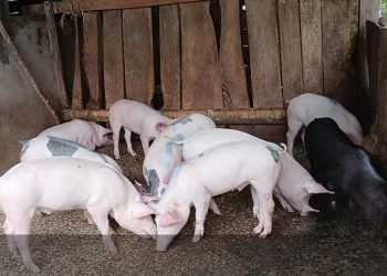 Entrega de lechones fortalece la producción porcina en Petén