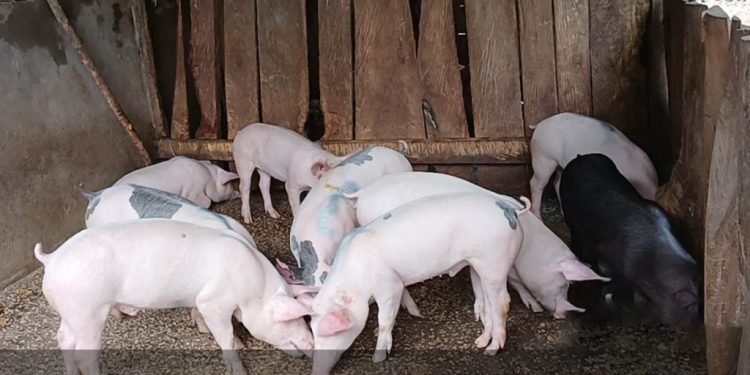 Entrega de lechones fortalece la producción porcina en Petén