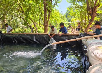 Entregan alevines de tilapia para fortalecer la producción de alimentos