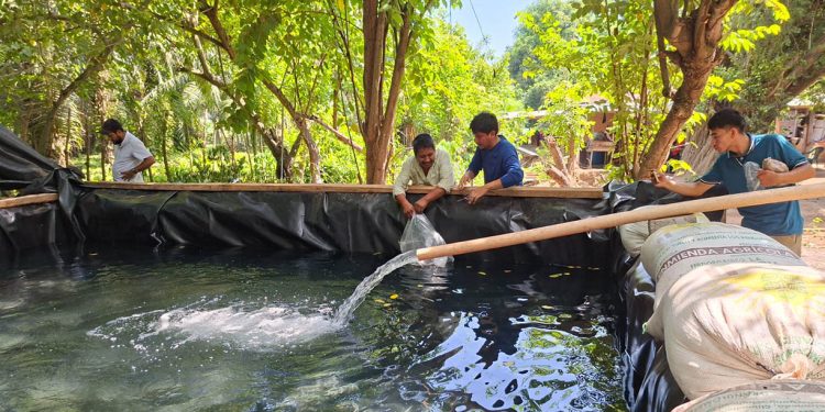 Entregan alevines de tilapia para fortalecer la producción de alimentos