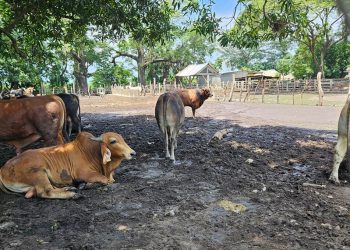 Evalúan 78 animales en prevención del Gusano Barrenador