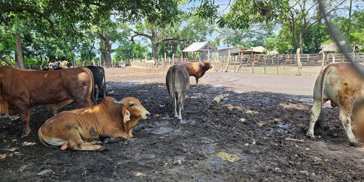 Evalúan 78 animales en prevención del Gusano Barrenador