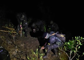 Ejército de Guatemala erradica más de 30 mil arbustos de hoja de coca en Alta Verapaz