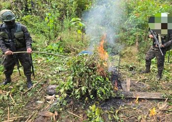 Ejército de Guatemala erradica 70 mil arbustos de hoja de coca en San Luis, Petén