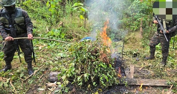 Ejército de Guatemala erradica 70 mil arbustos de hoja de coca en San Luis, Petén
