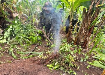 Acciones del Ejército de Guatemala permiten la localización y destrucción de cultivos ilícitos